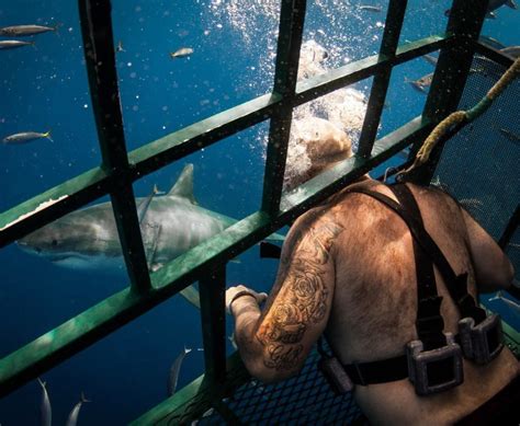 Facing Inner Challenges: Unveiling the Deep Connection between Sharks and Personal Struggles