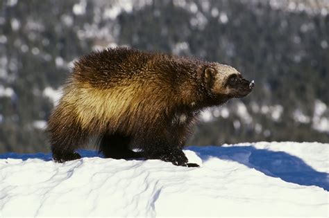 Facing Your Fears: Exploring the Psychology Behind Enigmatic Wolverine Encounters