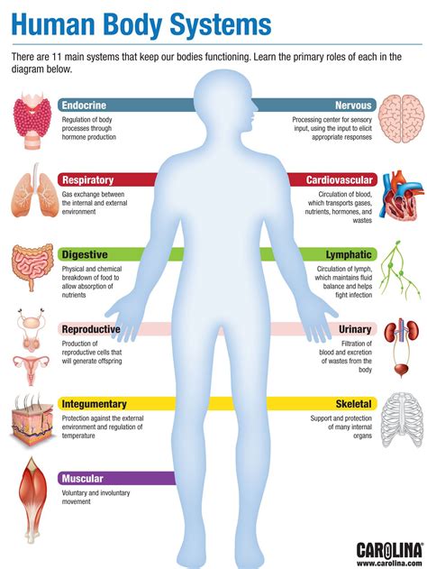 Factors Related to the Body's Physiology that May Induce Dreams of Unstable Teeth