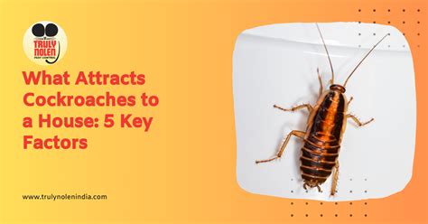 Factors that Attract Cockroaches to Our Homes