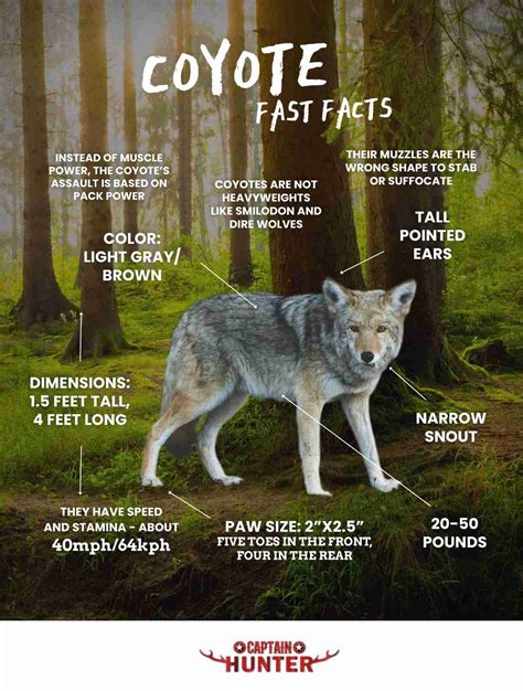 Fascinating Facts about Coyotes