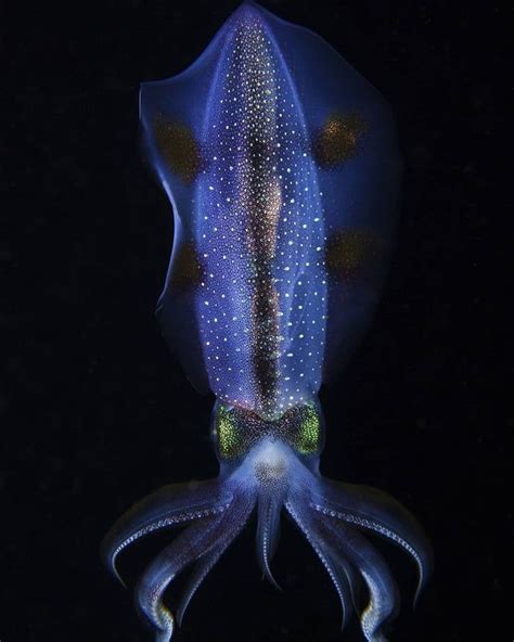 Fascinating Facts about Squids: The Deep-Sea Creatures