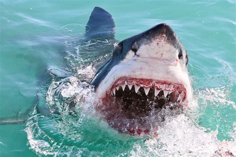 Fascinating Facts and Common Misconceptions about the Great White Shark