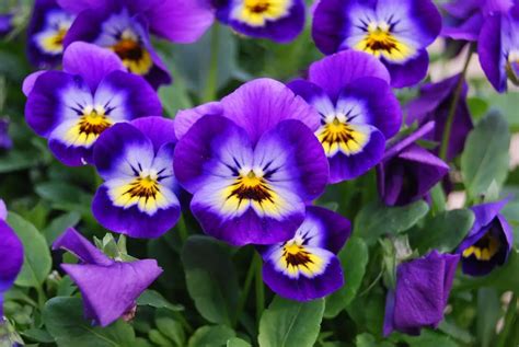 Fascinating Facts and Trivia about Beautiful Viola Flowers