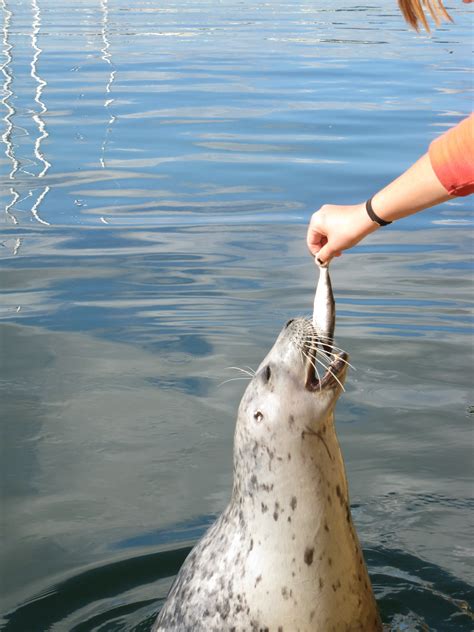 Fascinating Feeding Habits: How Seals Capture Their Prey