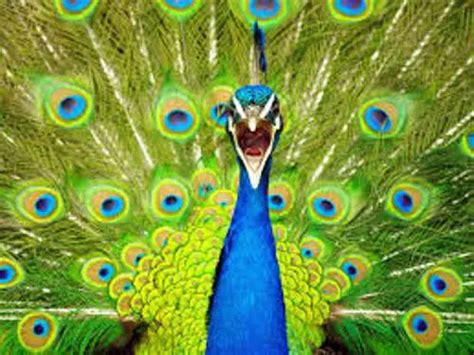 Fascinating Peacock Facts You Probably Didn't Know