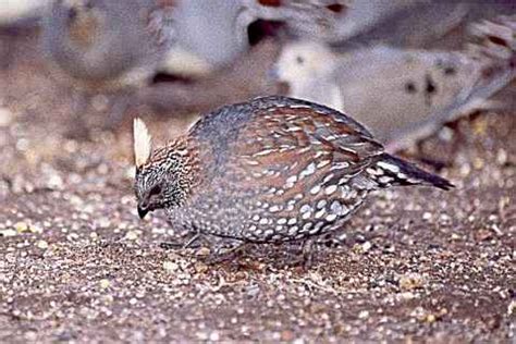 Fashionable Inspiration: The Elegance of the Quail Influence