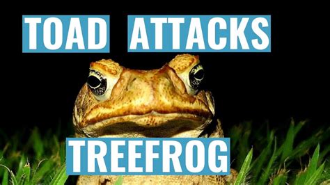 Fear and Anxiety Manifested: A Deeper Exploration of Toad Attacks