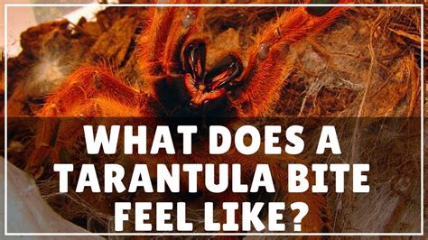 Fear and Anxiety in Associations with Tarantula Bites