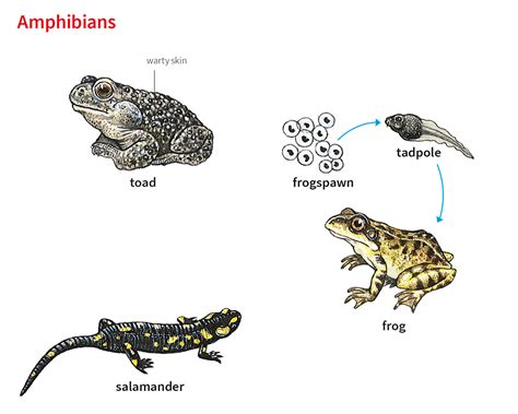 Fear and Metamorphosis: Exploring the Symbolic Meaning of the Amphibian