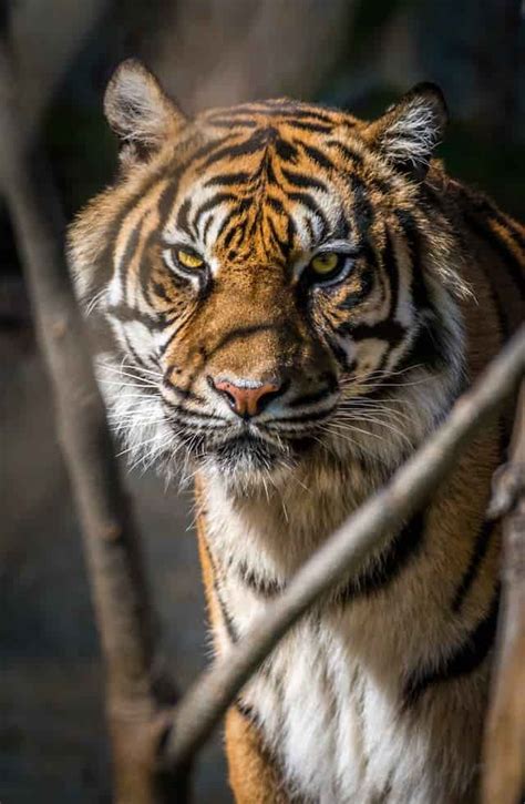 Fear or Fascination: Unveiling the Significance of Being Pursued by a Majestic Tiger