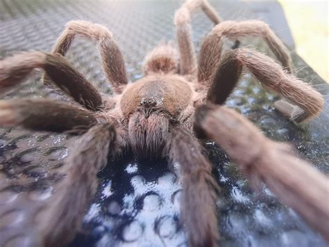 Fear or Fascination? Overcoming Preconceived Notions about Tarantulas