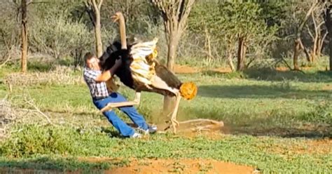 Fear or Liberation? Exploring the Various Reactions to Ostrich Assault Nightmares