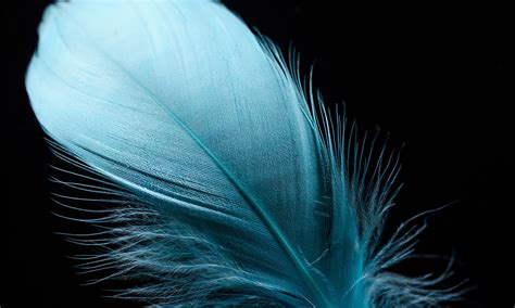 Feathers: An Indicator of Spiritual Connection