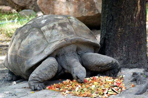 Feeding Your Shelled Companion: A Nutritional Guide