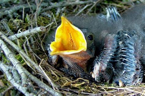 Feeding a Baby Bird: What, When, and How