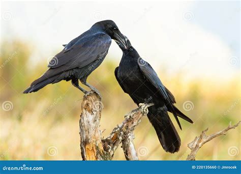 Feeding and Caring for Your Raven Friend