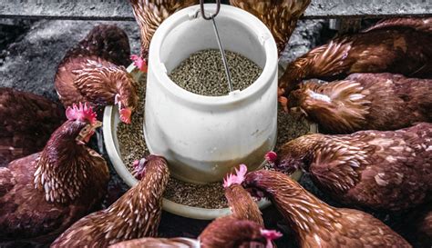 Feeding and Nutrition: Essential Tips for Maintaining Healthy Flocks