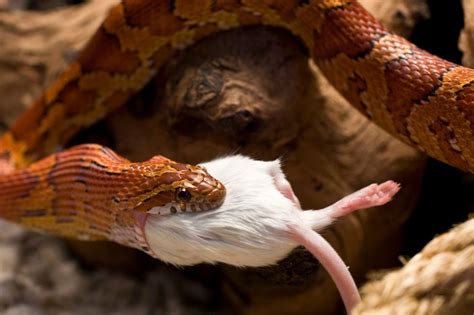 Feeding and Nutrition for a Domesticated Serpent