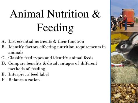 Feeding and Nutritional Requirements of Feathered Companions