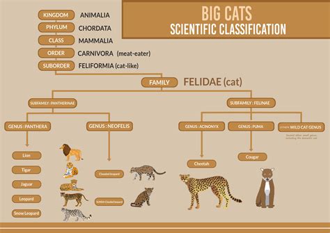 Felidae: A Biography of the Feline Family
