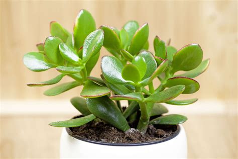 Feng Shui and Money Plant: Enhancing Financial Luck