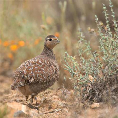 Fertile Beginnings: Unveiling the Symbolism of Quail Eggs