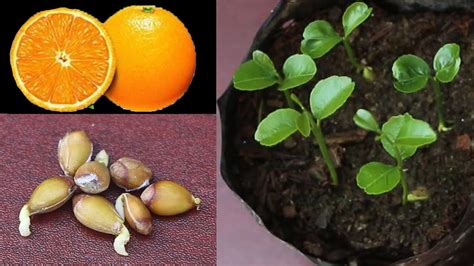 Fertility and Growth: The Symbolism of Orange Seeds