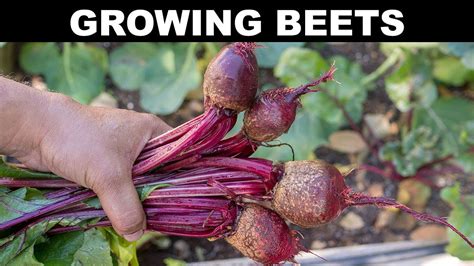 Fertilization Tips: Nurturing Beet Plants for Optimal Growth