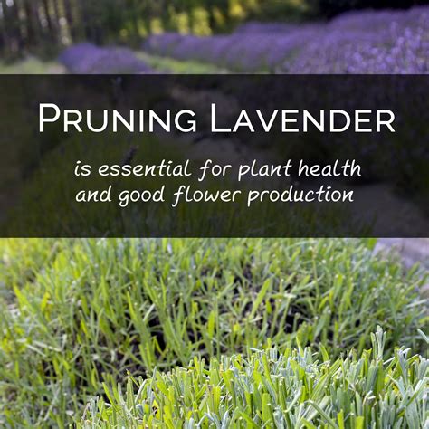 Fertilizing and Pruning Lavender: Promoting Healthy Growth and Flowering