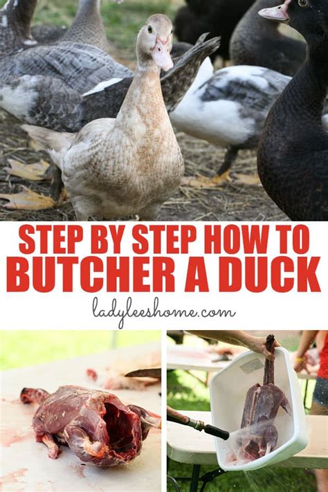 Field Dressing and Cleaning Ducks: Preserving the Meat Properly