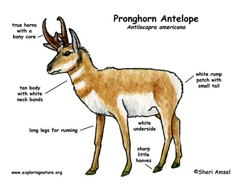 Figure: Exploring the Body Characteristics of the Delightful Antelope