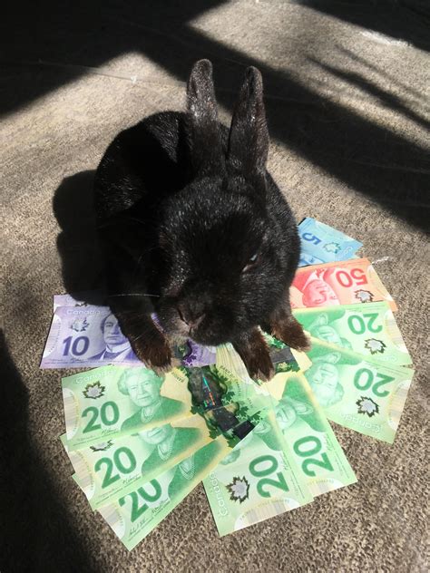 Financial Insights into Bellz Bunny's Prosperity