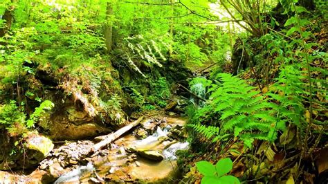 Finding Calmness in the Whisper of a Majestic Stream