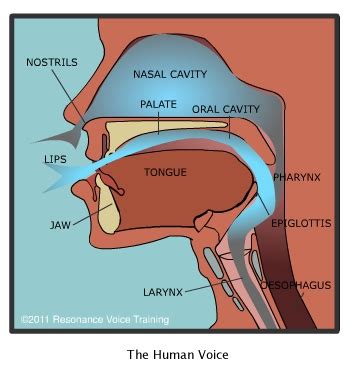 Finding Comfort in the Resonance of Another Voice