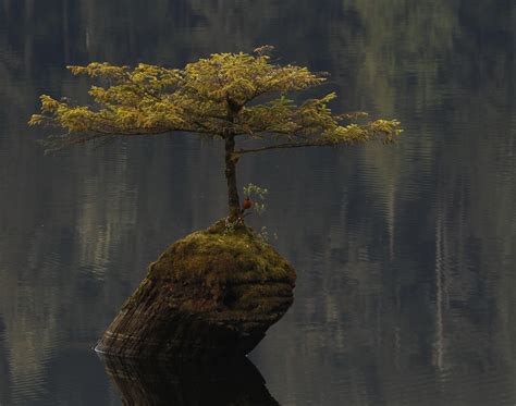 Finding Refuge in Nature: Exploring the Tenacity of Trees, Caves, and Other Natural Structures