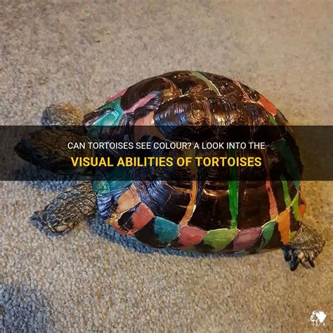 Finding Remedies and Coping Mechanisms Inspired by the Ailing Tortoise Vision