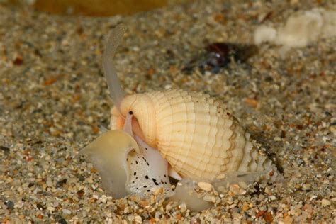 Finding Serenity in the Leisurely Movements of Gastropods