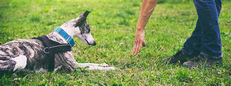 Finding a Qualified Dog Trainer or Training Resources