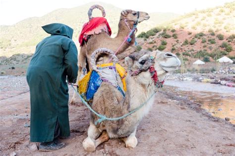 Finding the Ideal Camel and Preparing for Ownership