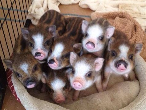 Finding the Ideal Mini Pig: Selecting a Trustworthy Breeder