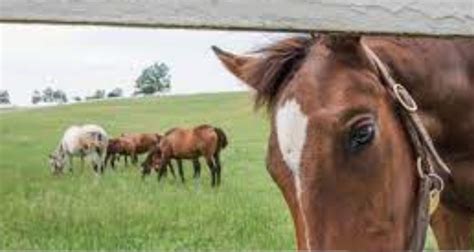 Finding the Ideal Shelter: Establishing a Secure Residence for Your Equine Companion