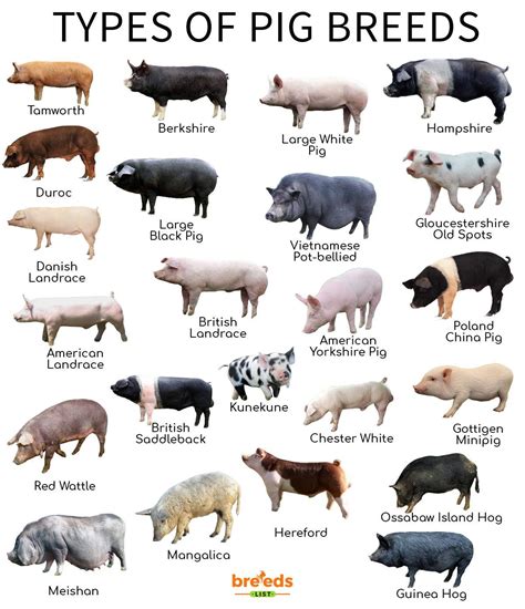 Finding the Ideal Swine Companion: Different Breeds and Distinctive Traits