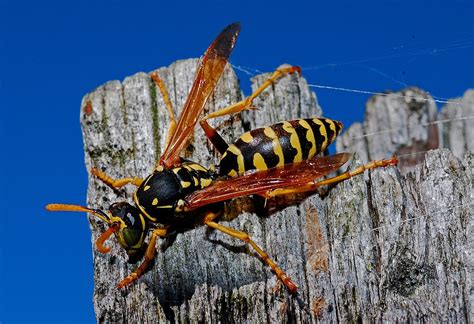 Flying Wasps in Dreams: What Does it Indicate?