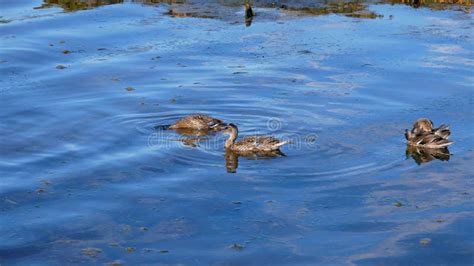 Food Hunting: Discovering How Ducks Satisfy Their Hunger