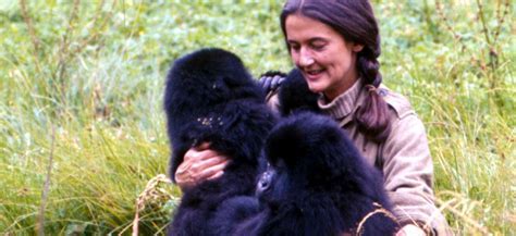 Fossey's Enduring Impact on Wildlife Conservation