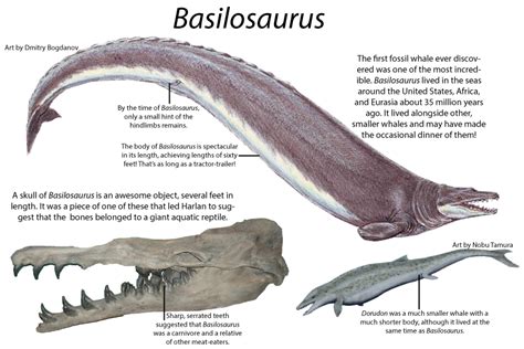 Fossil Whale Anatomy: Exploring the Physical Traits of Prehistoric Whales