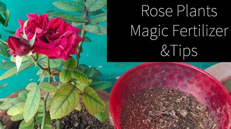 Fostering the Growth and Blooming of Roses through Proper Fertilization