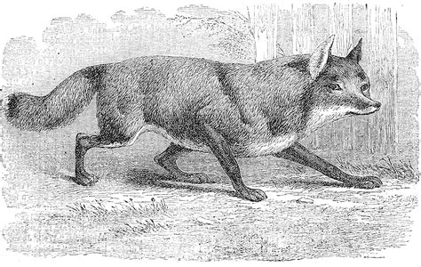 Foxes in Mythology and Folklore