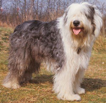 Frequently Asked Questions about Sheepdogs: Answers to Your Curiosities